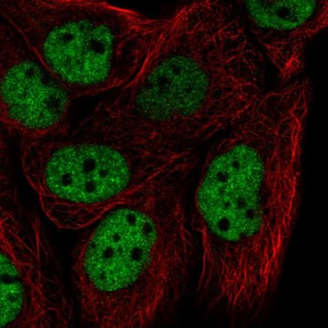 Anti-HNRNPF antibody produced in rabbit Prestige Antibodies&#174; Powered by Atlas Antibodies, affinity isolated antibody