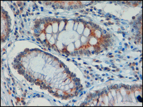 Anti-IDO1 antibody produced in goat affinity isolated antibody, buffered aqueous solution