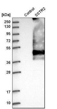 Anti-SSTR2 antibody produced in rabbit Prestige Antibodies&#174; Powered by Atlas Antibodies, affinity isolated antibody, buffered aqueous glycerol solution