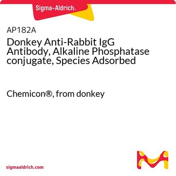 Donkey Anti-Rabbit IgG Antibody, Alkaline Phosphatase conjugate, Species Adsorbed Chemicon&#174;, from donkey