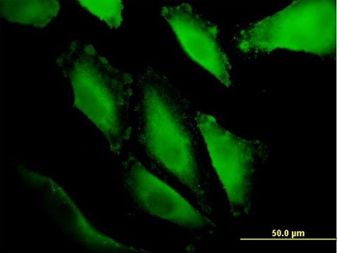 Monoclonal Anti-IBRDC1 antibody produced in mouse clone 4B1, purified immunoglobulin, buffered aqueous solution