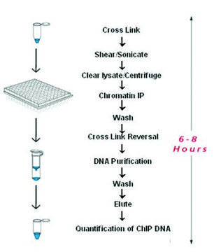 Imprint&#174; Chromatin Immunoprecipitation Kit Complete ChIP reaction in 6 hours in flexible strip well format