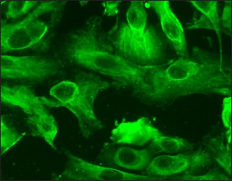 Human Renal Proximal Tubular Epithelial Cells: HRPTEpC, neonatal