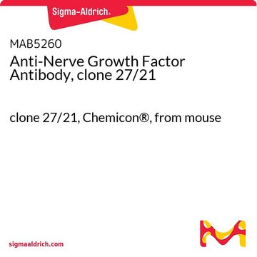 Anti-Nerve Growth Factor Antibody, clone 27/21 clone 27/21, Chemicon&#174;, from mouse