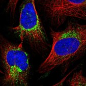 Anti-COX20 antibody produced in rabbit Prestige Antibodies® Powered by Atlas Antibodies, affinity isolated antibody, buffered aqueous glycerol solution