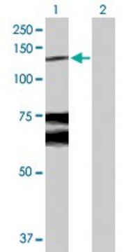 Anti-WWP1 antibody produced in rabbit purified immunoglobulin, buffered aqueous solution