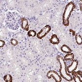 Anti-BSND antibody produced in rabbit Prestige Antibodies® Powered by Atlas Antibodies, affinity isolated antibody, buffered aqueous glycerol solution