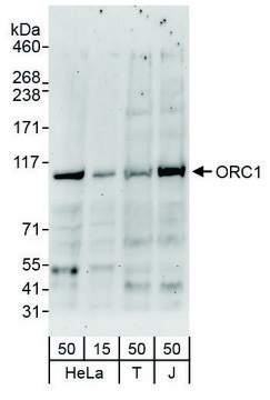 Rabbit anti-ORC1 Antibody, Affinity Purified Powered by Bethyl Laboratories, Inc.