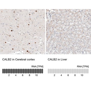 Anti-CALB2 antibody produced in mouse Prestige Antibodies&#174; Powered by Atlas Antibodies, clone CL12842, purified by using Protein A, buffered aqueous glycerol solution