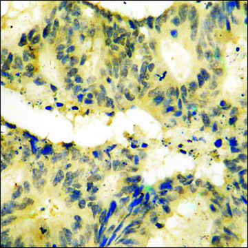 Anti-phospho-MLK1/2 (pThr312/266) antibody produced in rabbit affinity isolated antibody