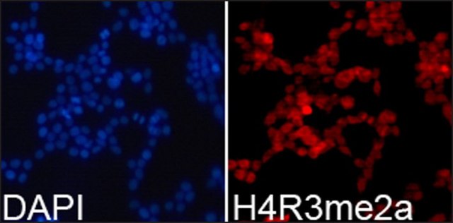 抗-组蛋白 H4R3me2a 兔抗 affinity isolated antibody