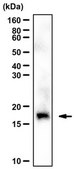 Anti-acetyl Histone H3 Antibody (Lys122) from rabbit, purified by affinity chromatography