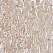 Anti-ARHGEF10L antibody produced in rabbit Prestige Antibodies® Powered by Atlas Antibodies, affinity isolated antibody, buffered aqueous glycerol solution, ab1