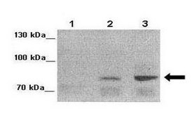 Anti-FOXM1 (ab2) antibody produced in rabbit affinity isolated antibody