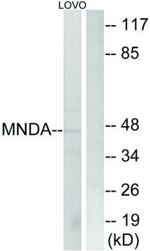 Anti-MNDA antibody produced in rabbit affinity isolated antibody