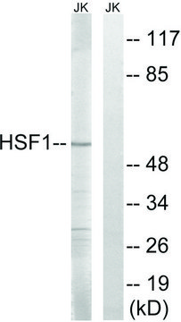 Anti-HSF1 antibody produced in rabbit affinity isolated antibody