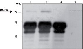 Anti-DCP1A (N-terminal) antibody produced in rabbit ~1.0 mg/mL, affinity isolated antibody, buffered aqueous solution