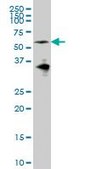 Monoclonal Anti-EYA2 antibody produced in mouse clone 2F8, purified immunoglobulin, buffered aqueous solution