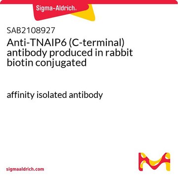 Anti-TNAIP6 (C-terminal) antibody produced in rabbit biotin conjugated affinity isolated antibody