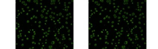 Anti-Chlamydial MOMP Antibody, clone B-D3 clone B-D3, from mouse