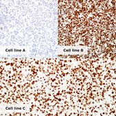 HPV/p16 Analyte Control Cell line controls for immunohistochemistry and in situ hybridization