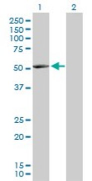 Anti-NARS2 antibody produced in mouse IgG fraction of antiserum, buffered aqueous solution