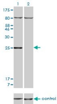 Monoclonal Anti-HOXB7 antibody produced in mouse clone 5B2, purified immunoglobulin, buffered aqueous solution