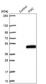 Anti-PGC antibody produced in rabbit Prestige Antibodies® Powered by Atlas Antibodies, affinity isolated antibody, buffered aqueous glycerol solution