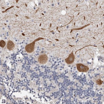 Anti-ARHGEF10 antibody produced in rabbit Prestige Antibodies&#174; Powered by Atlas Antibodies, affinity isolated antibody, buffered aqueous glycerol solution