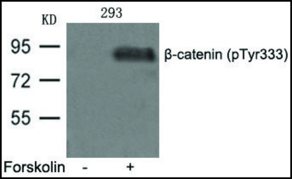 Anti-phospho-&#946;-catenin (pTyr333) antibody produced in rabbit affinity isolated antibody