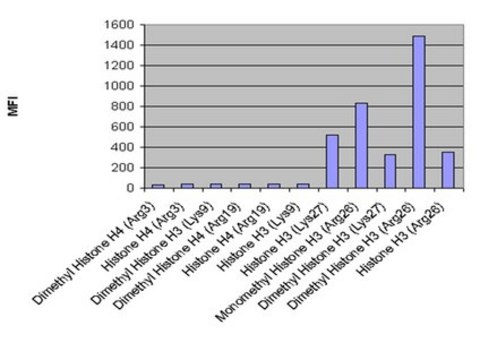 抗二甲基组蛋白H3（Arg26）抗体 from rabbit, purified by affinity chromatography