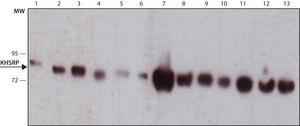 Monoclonal Anti-KHSRP antibody produced in mouse clone KS-8, purified immunoglobulin