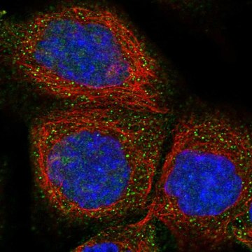 Anti-FXYD1 antibody produced in rabbit Prestige Antibodies&#174; Powered by Atlas Antibodies, affinity isolated antibody, buffered aqueous glycerol solution