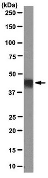 Anti-E2F4 Antibody, clone LLF4-2 clone LLF4-2, from mouse