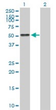 Anti-AGT antibody produced in mouse purified immunoglobulin, buffered aqueous solution