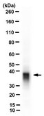 Anti-APE/Ref-1 Antibody, clone 13B8E5C2 clone 13B8E5C2, from mouse