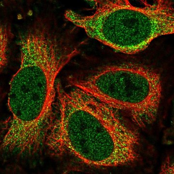 Anti-NEK6 antibody produced in rabbit Prestige Antibodies&#174; Powered by Atlas Antibodies, affinity isolated antibody