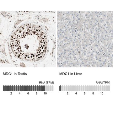 ANTI-MDC1 antibody produced in rabbit Prestige Antibodies&#174; Powered by Atlas Antibodies, affinity isolated antibody, buffered aqueous glycerol solution