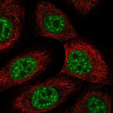 Anti-Usp43 Antibody Produced In Rabbit Prestige Antibodies&#174; Powered by Atlas Antibodies, affinity isolated antibody, buffered aqueous glycerol solution