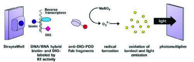 逆转录酶检测，比色法 suitable for enzyme immunoassay, kit of 1 (14 components), sufficient for &#8804;200&#160;tests