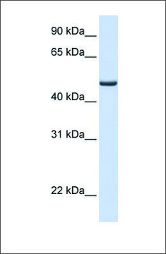 Anti-FDXR antibody produced in rabbit affinity isolated antibody