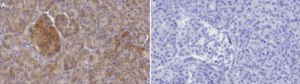 Anti-MAP3K14 Antibody, clone 2M16 ZooMAb® Rabbit Monoclonal recombinant, expressed in HEK 293 cells