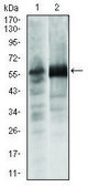 Monoclonal Anti-SOX9 antibody produced in mouse clone 1B11, purified immunoglobulin, buffered aqueous solution