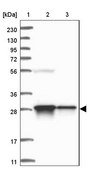 Anti-FAM92A antibody produced in rabbit Prestige Antibodies® Powered by Atlas Antibodies, affinity isolated antibody, buffered aqueous glycerol solution, ab2
