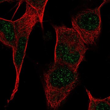 Anti-PPP1R17 antibody produced in rabbit Prestige Antibodies&#174; Powered by Atlas Antibodies, affinity isolated antibody