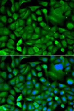 Anti-MIF antibody produced in rabbit