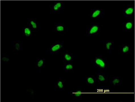 Monoclonal Anti-ISL1 antibody produced in mouse clone 2E7, purified immunoglobulin, buffered aqueous solution