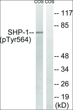 Anti-phospho-SHP-1 (pTyr564) antibody produced in rabbit affinity isolated antibody