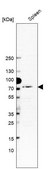 Anti-MX1 antibody produced in rabbit Prestige Antibodies® Powered by Atlas Antibodies, affinity isolated antibody
