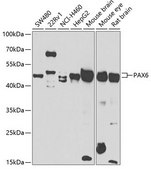 Anti-PAX6 antibody produced in rabbit